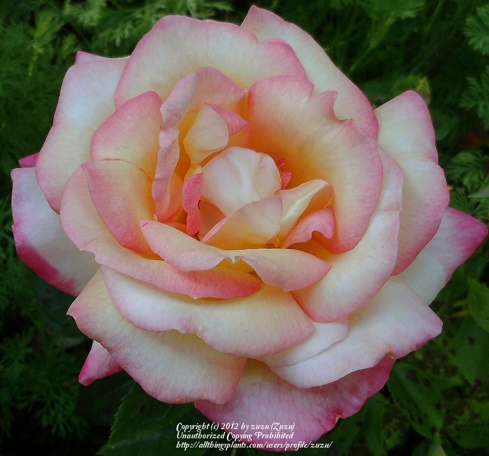Photo of Rose (Rosa 'Sweet Harmony') uploaded by zuzu