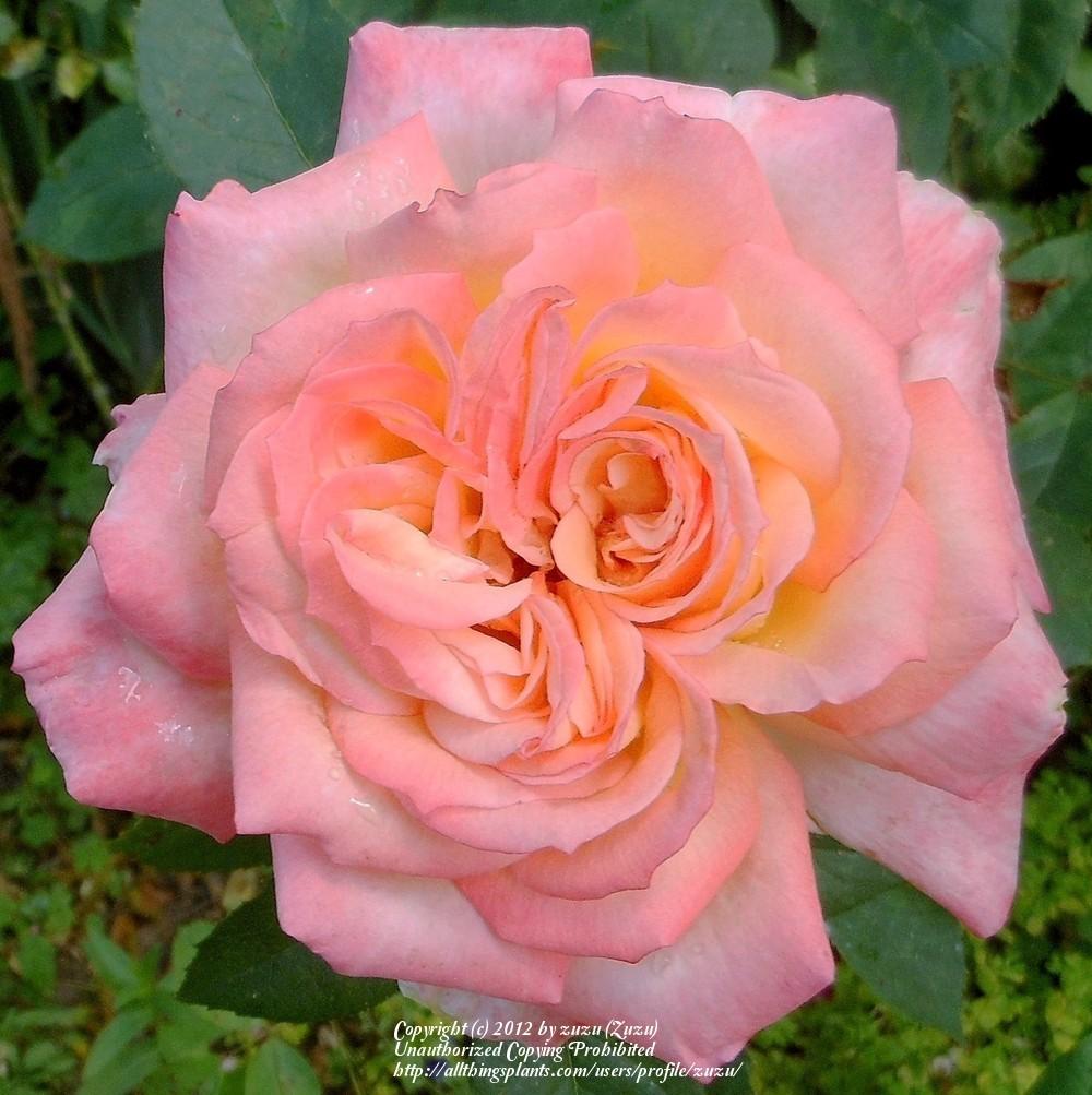 Photo of Rose (Rosa 'Susan Massu') uploaded by zuzu