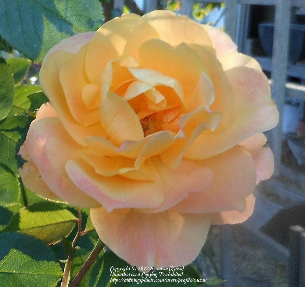 Photo of Rose (Rosa 'Strike It Rich') uploaded by zuzu