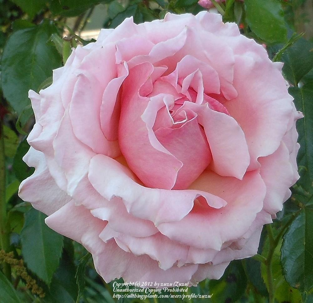 Photo of Rose (Rosa 'Tournament of Roses') uploaded by zuzu