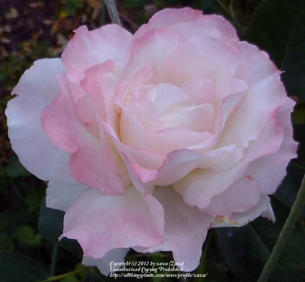Photo of Rose (Rosa 'Sheer Bliss') uploaded by zuzu