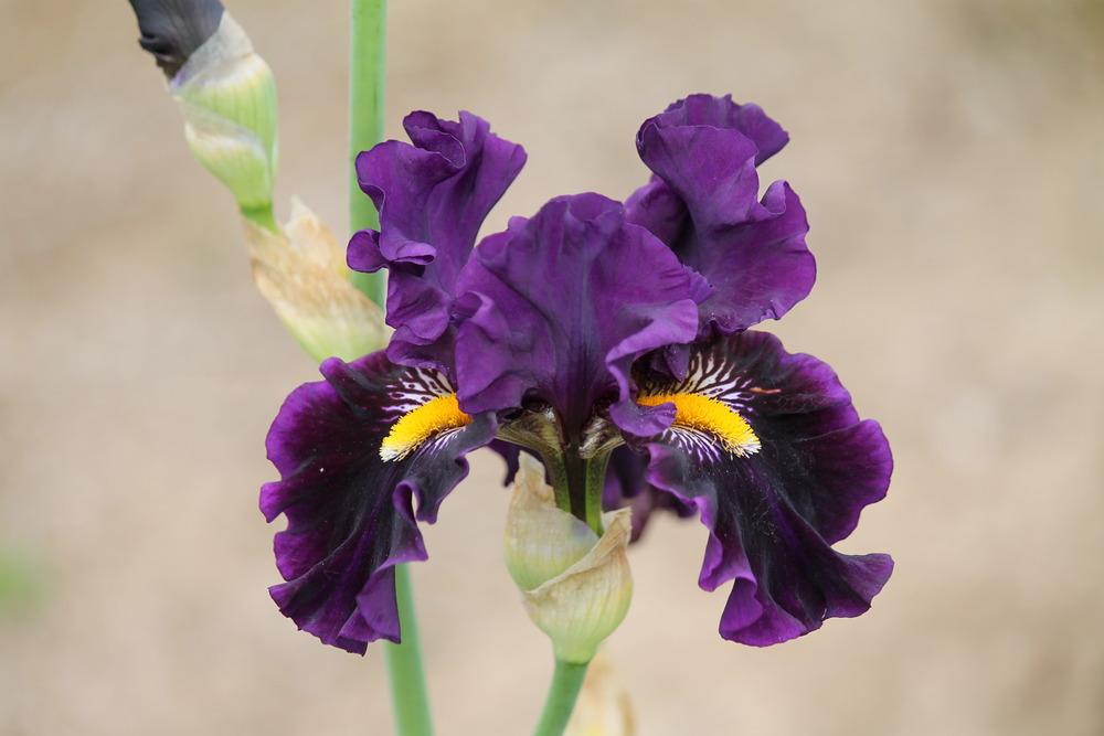 Photo of Tall Bearded Iris (Iris 'Are You Crazy') uploaded by ARUBA1334