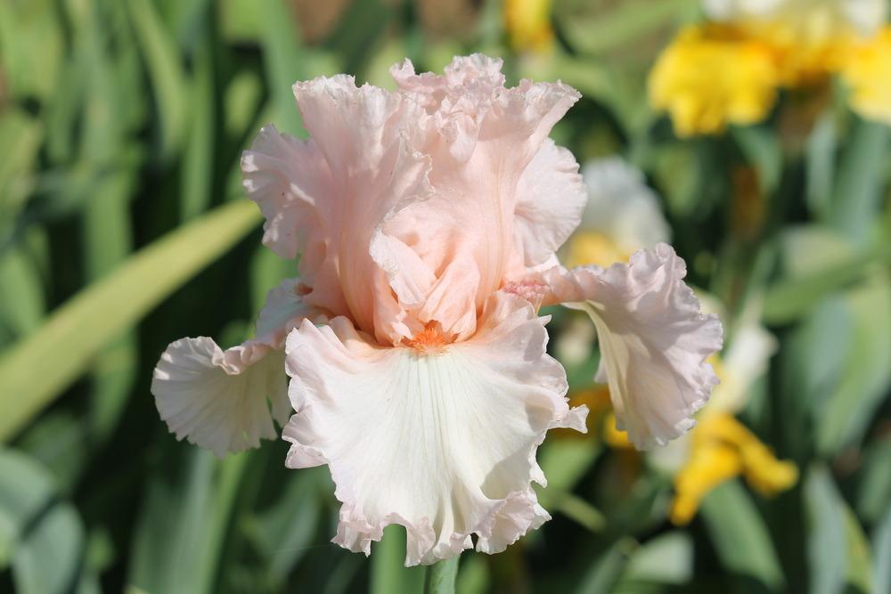 Photo of Tall Bearded Iris (Iris 'Picture Book') uploaded by ARUBA1334