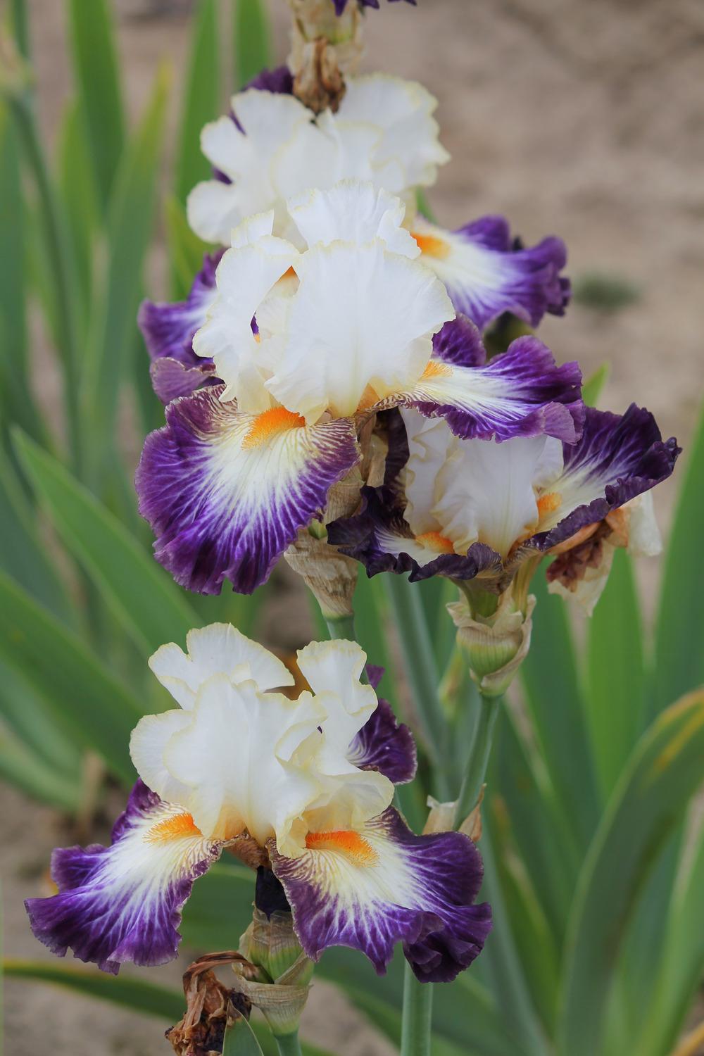 Photo of Tall Bearded Iris (Iris 'Boulevard Jazz') uploaded by ARUBA1334