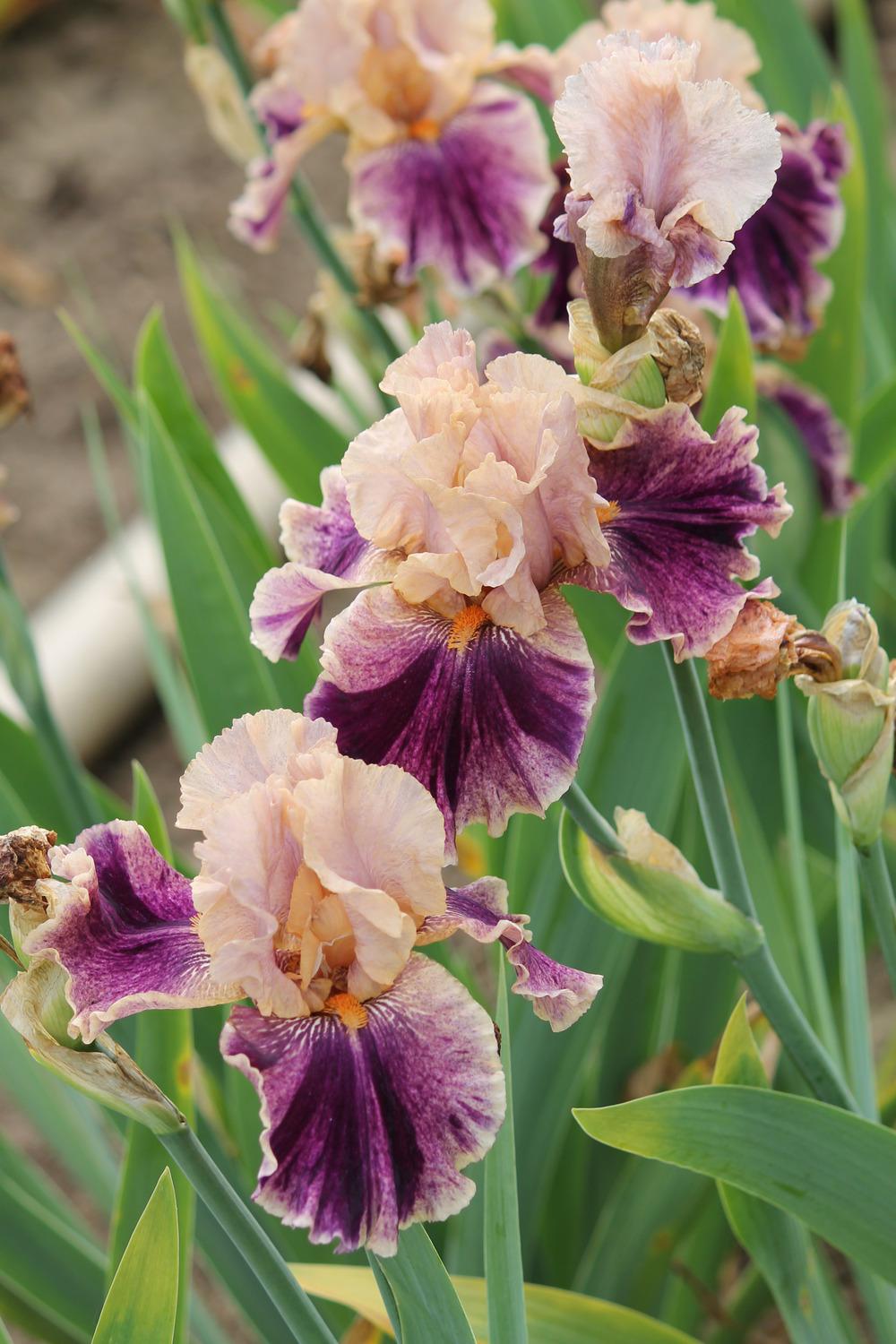 Photo of Tall Bearded Iris (Iris 'Claim to Fame') uploaded by ARUBA1334