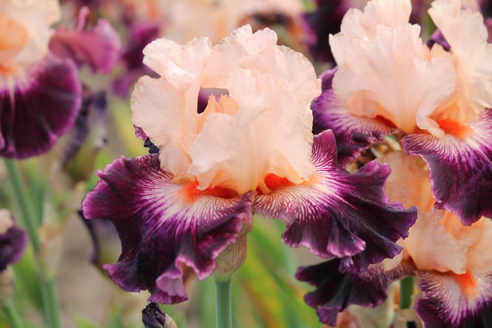 Photo of Tall Bearded Iris (Iris 'Jazz Era') uploaded by ARUBA1334