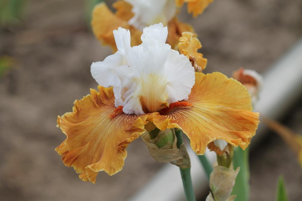 Photo of Tall Bearded Iris (Iris 'Ginger Ice') uploaded by ARUBA1334