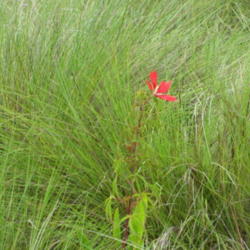 Location: Southwest Florida
Date: June 2012
growing wild in the Everglades