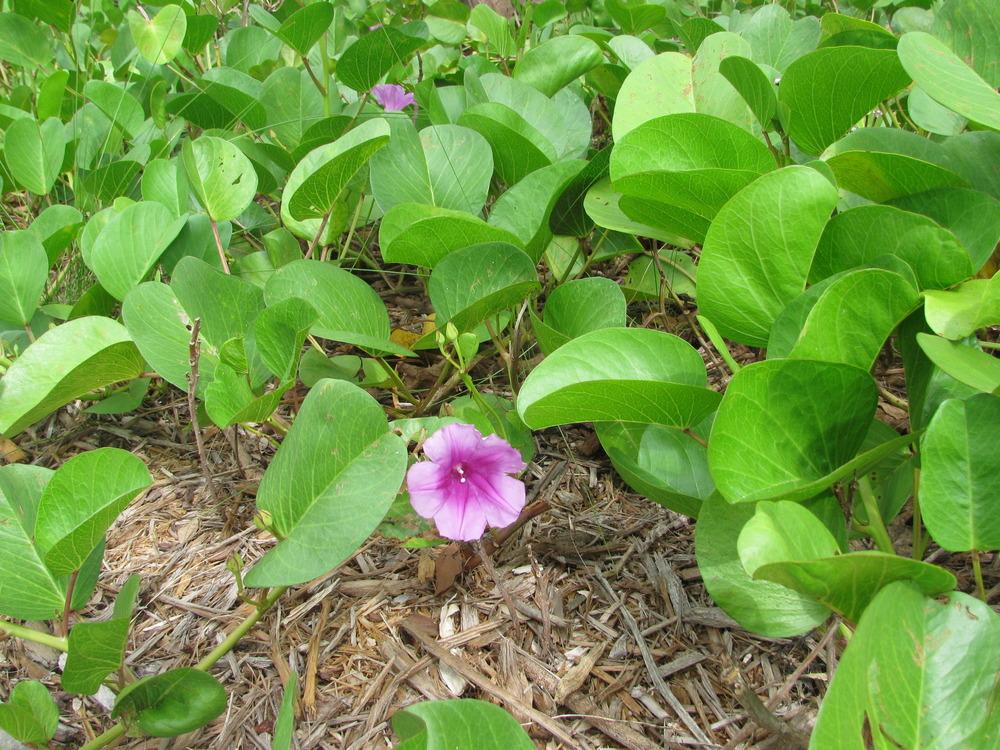 Photo of Beach Morning Glory (Ipomoea pes-caprae) uploaded by Dutchlady1