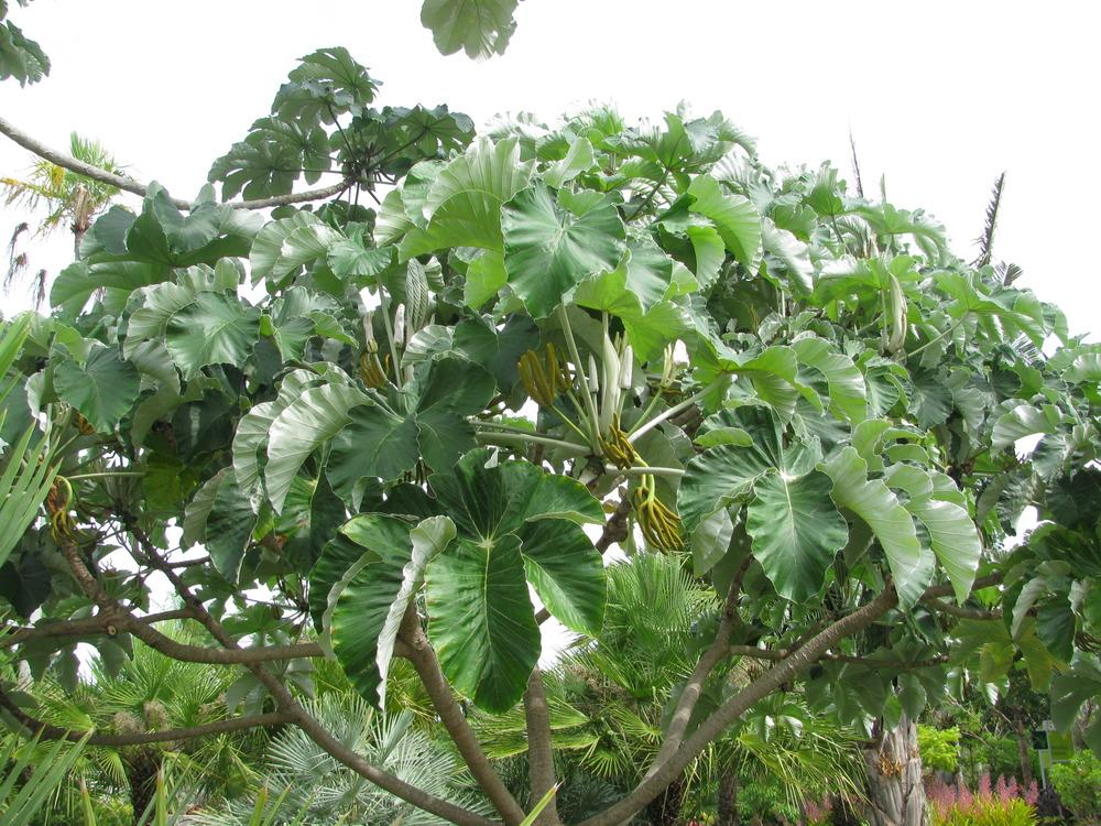 Photo of Trumpet Tree (Cecropia schreberiana subsp. antillarum) uploaded by Dutchlady1