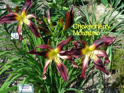Photo of Daylily (Hemerocallis 'Chokecherry Mountain') uploaded by Joy