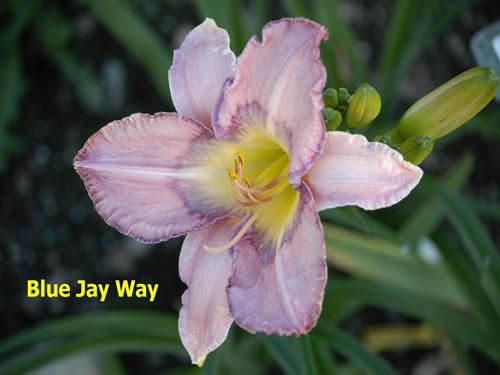 Photo of Daylily (Hemerocallis 'Blue Jay Way') uploaded by Joy