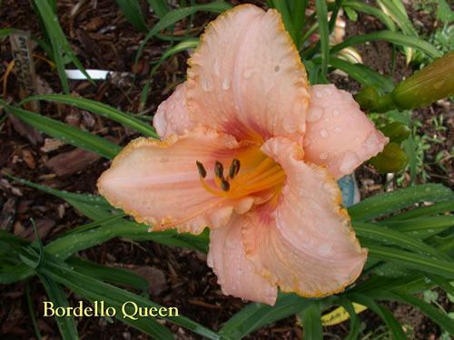 Photo of Daylily (Hemerocallis 'Bordello Queen') uploaded by Joy
