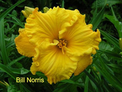 Photo of Daylily (Hemerocallis 'Bill Norris') uploaded by Joy