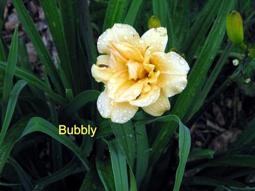 Photo of Daylily (Hemerocallis 'Bubbly') uploaded by Joy