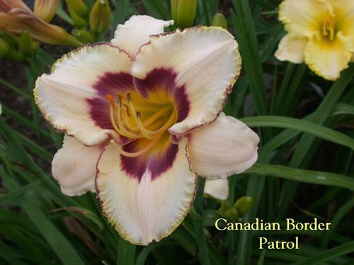 Photo of Daylily (Hemerocallis 'Canadian Border Patrol') uploaded by Joy