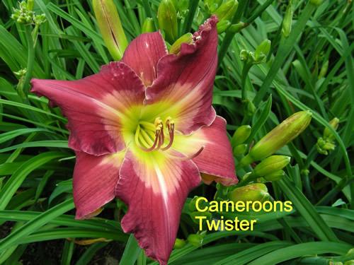 Photo of Daylily (Hemerocallis 'Cameroons Twister') uploaded by Joy