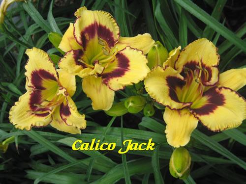 Photo of Daylily (Hemerocallis 'Calico Jack') uploaded by Joy