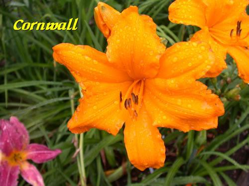 Photo of Daylily (Hemerocallis 'Cornwall') uploaded by Joy