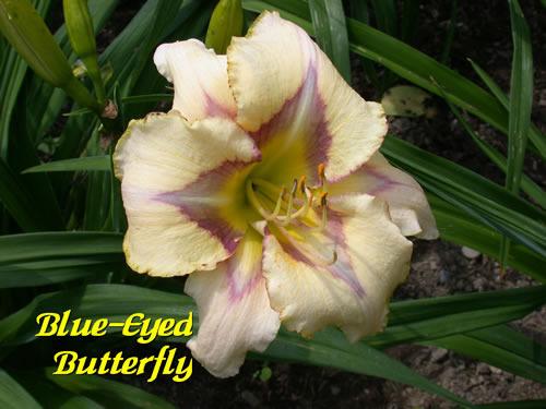Photo of Daylily (Hemerocallis 'Blue-eyed Butterfly') uploaded by Joy
