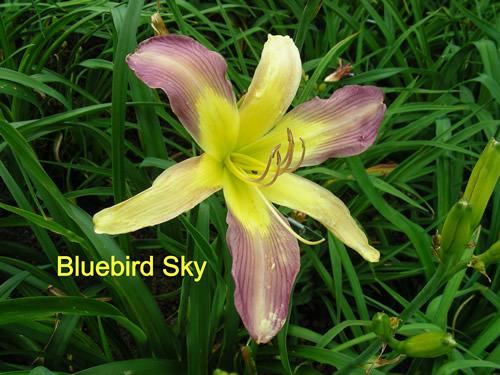 Photo of Daylily (Hemerocallis 'Bluebird Sky') uploaded by Joy