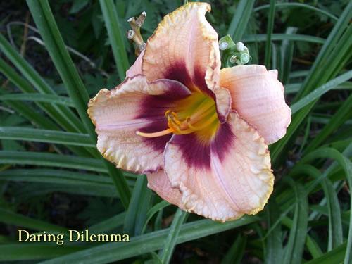 Photo of Daylily (Hemerocallis 'Daring Dilemma') uploaded by Joy