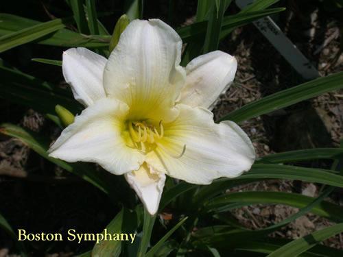 Photo of Daylily (Hemerocallis 'Boston Symphony') uploaded by Joy
