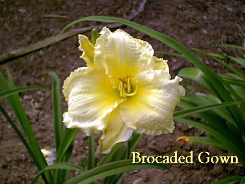 Photo of Daylily (Hemerocallis 'Brocaded Gown') uploaded by Joy