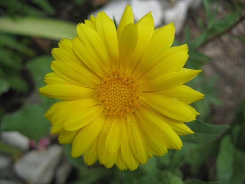 Photo of Pot Marigold (Calendula officinalis) uploaded by Natalie