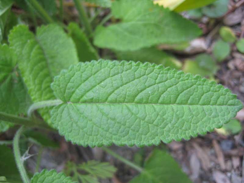 Photo of Betony (Betonica officinalis subsp. officinalis 'Hummelo') uploaded by Natalie