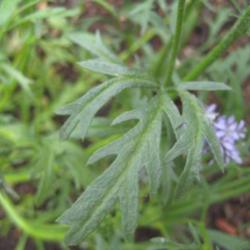 Location: In my front yard in Holladay, UT
Date: Summer
Close up of foliage of Gilia capitata