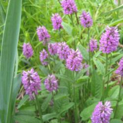 Location: In my front yard in Holladay, UT
Date: Late Spring
Betony (Stachys officinalis 'Hummelo')