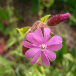 Location: In my back yard in Holladay, UT
Date: Summer
Variegated Catchfly (Silene dioica 'Clifford Moor')