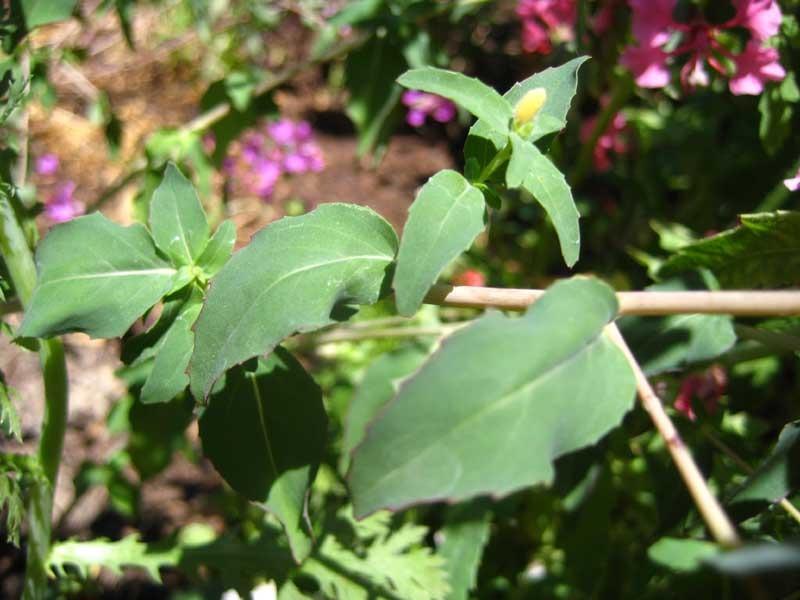 Photo of Mountain Garland (Clarkia unguiculata) uploaded by Natalie