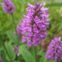 Location: In my front yard in Holladay, UT
Date: Late Spring
Betony (Stachys officinalis 'Hummelo')