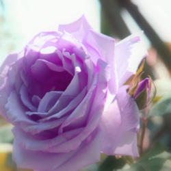 Location: Bradenton, Florida
Date: 2012-06-23
Blue Girl Rose (has a wonderful lavender hue,)