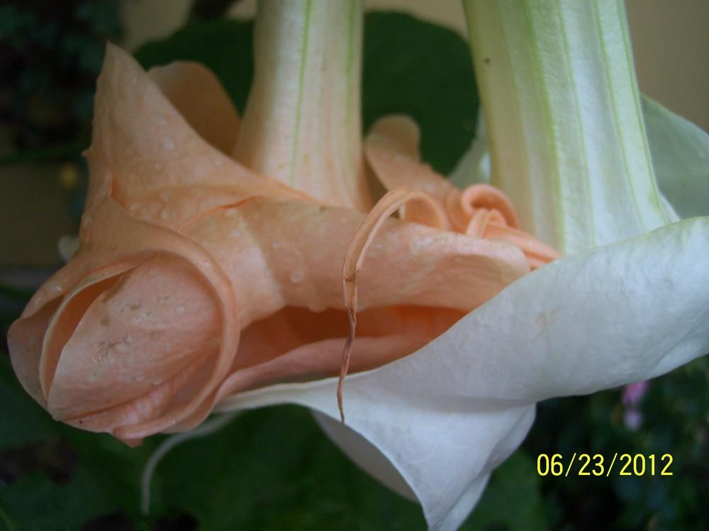 Photo of Angel's Trumpet (Brugmansia 'New Orleans Lady') uploaded by WilliamByrd