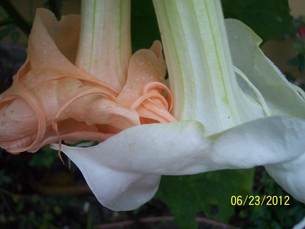 Photo of Angel's Trumpet (Brugmansia 'New Orleans Lady') uploaded by WilliamByrd