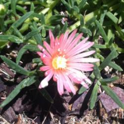 Location: Medina, TN
Date: 2012-06-23
'Mesa Verde' Bloom