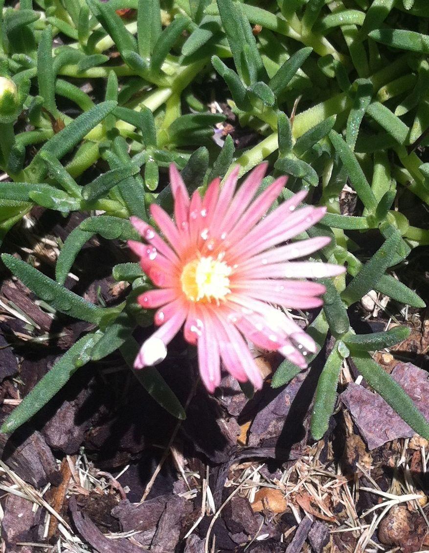 Photo of Ice Plant (Delosperma cooperi Mesa Verde®) uploaded by clintbrown