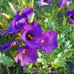 Location: Tandy Hills Prairie, Fort Worth, Texas.
Date: 2012-06-22
The color of these flowers is amazing.