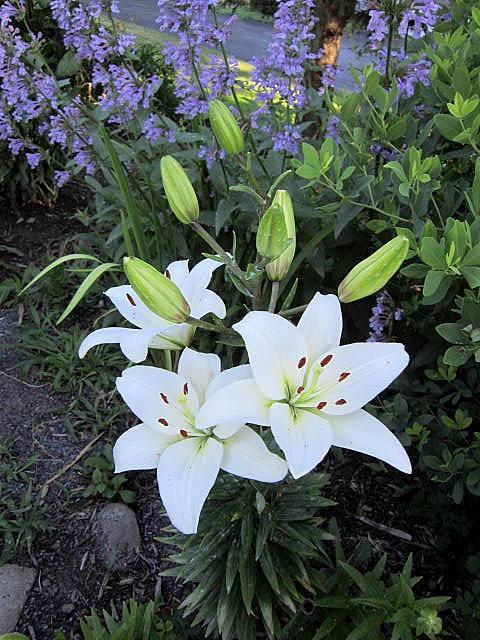 Photo of Lily (Lilium 'Lighthouse') uploaded by ge1836