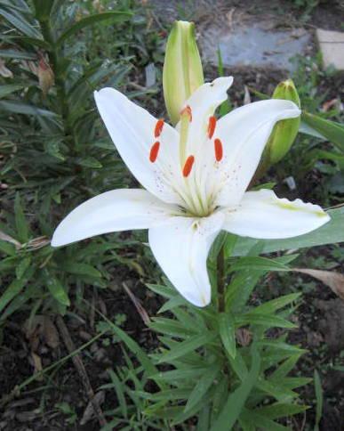 Photo of Lily (Lilium 'Tiny Snowflake') uploaded by ge1836