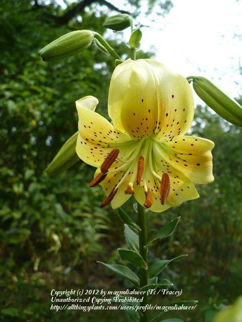 Photo of Lily (Lilium 'Sonnentiger') uploaded by magnolialover