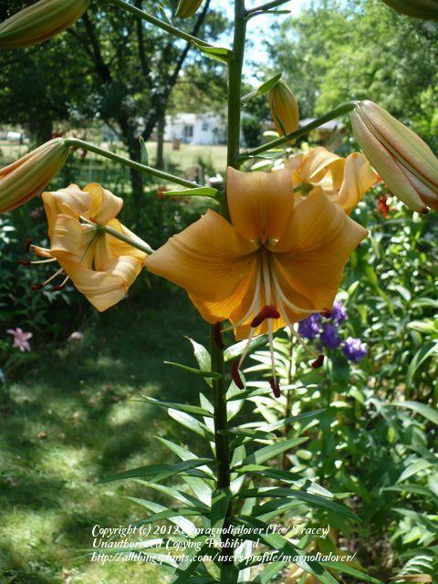 Photo of Lily (Lilium 'Pearl Stacey') uploaded by magnolialover
