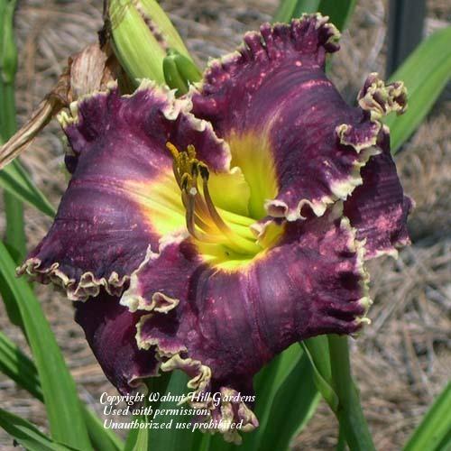 Photo of Daylily (Hemerocallis 'Larry's Obsession') uploaded by vic