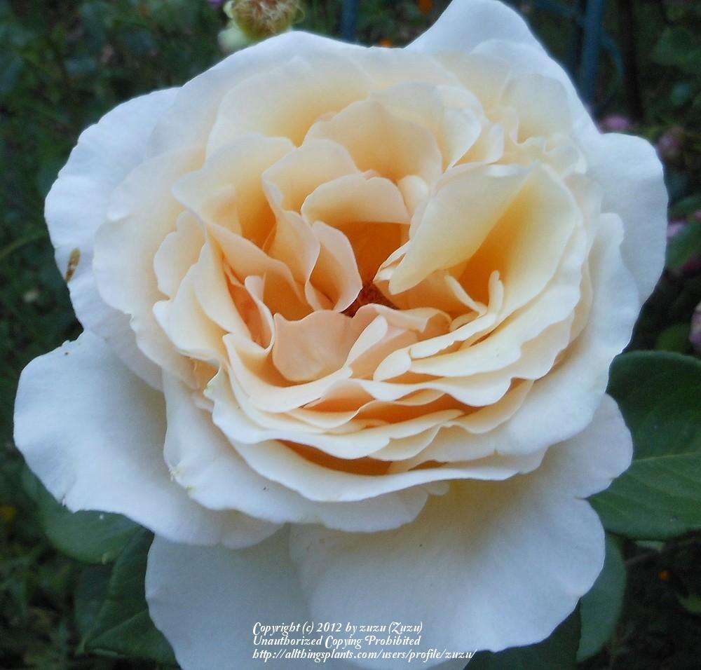 Photo of Rose (Rosa 'Commonwealth Glory') uploaded by zuzu