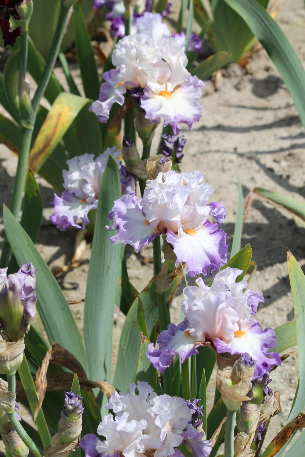 Photo of Tall Bearded Iris (Iris 'Polite Applause') uploaded by ARUBA1334