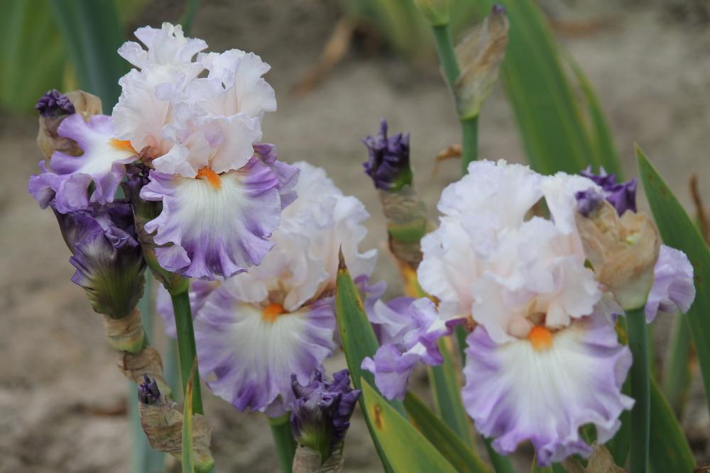 Photo of Tall Bearded Iris (Iris 'Polite Applause') uploaded by ARUBA1334
