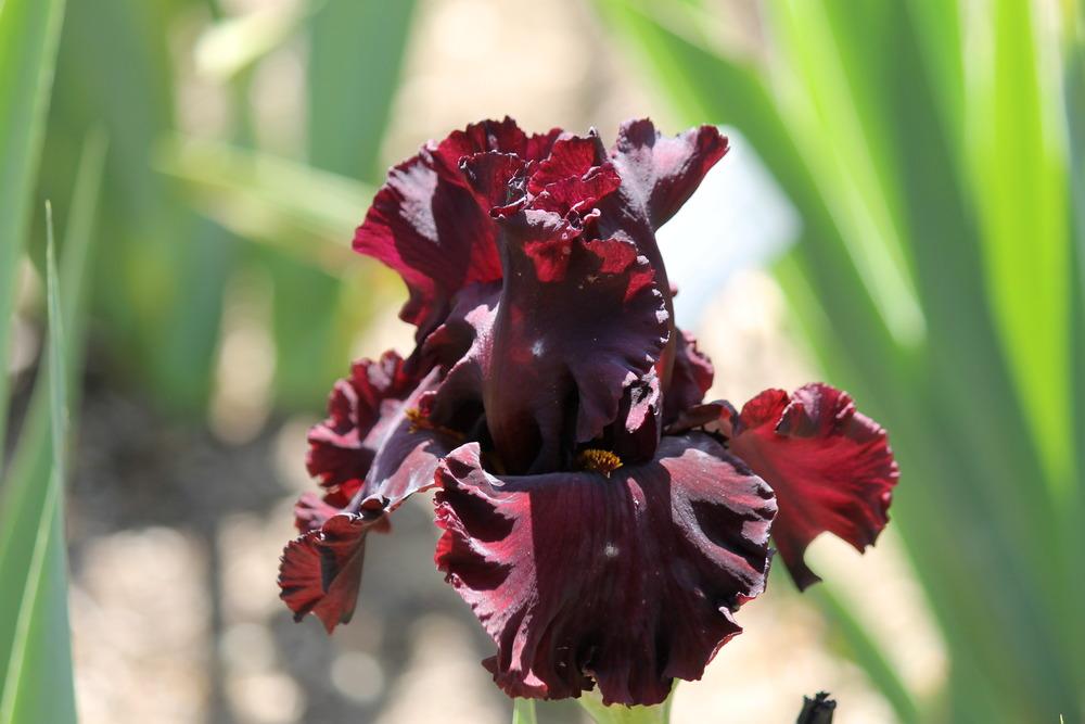 Photo of Tall Bearded Iris (Iris 'Cardinal Rule') uploaded by ARUBA1334